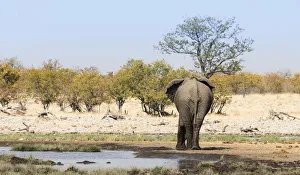 African Elephant -Loxodonta africana- from behind at the Rietfontein waterhole, Etosha African Elephant -Loxodonta africana- from behind at the Rietfontein waterhole, Etosha