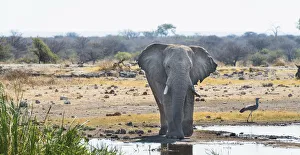 African Elephant -Loxodonta africana- standing at the water, Etosha National Park African Elephant -Loxodonta africana- standing at the water, Etosha National Park