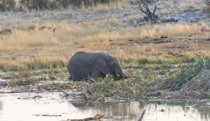 African Elephant -Loxodonta africana- standing in water drinking, Homob water hole African Elephant -Loxodonta africana- standing in water drinking, Homob water hole