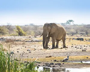 African Elephant -Loxodonta africana- walking to the water hole, Etosha National Park African Elephant -Loxodonta africana- walking to the water hole, Etosha National Park