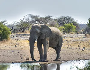 African Elephant -Loxodonta africana- at the waterhole, Etosha National Park, Koinachas waterhole African Elephant -Loxodonta africana- at the waterhole, Etosha National Park, Koinachas waterhole