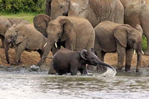 African Elephants -Loxodonta africana-, herd with young at a waterhole, Addo Elephant National Park, Eastern Cape, South Africa