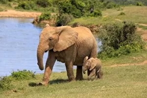 Images Dated 15th December 2013: African Elephants -Loxodonta africana-, adult female with young by the water