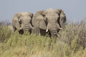 Two African elephants -Loxodonta africana-, Etosha National Park, Namibia, Africa Two African elephants -Loxodonta africana-, Etosha National Park, Namibia, Africa