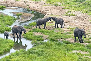 African Elephants -Loxodonta africana- at a river, Tarangire, Tanzania African Elephants -Loxodonta africana- at a river, Tarangire, Tanzania