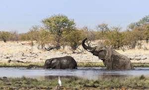 African Elephants -Loxodonta africana- with young bathing at the Rietfontein waterhole African Elephants -Loxodonta africana- with young bathing at the Rietfontein waterhole