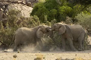 Images Dated 12th September 2007: African Elephants, Ugab River, Namibia