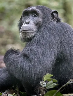 african, exterior views, hominidae, natural environment, wildlife, wildlife photography african, exterior views, hominidae, natural environment, wildlife, wildlife photography