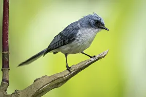 african, exterior views, natural environment, passeridae, perch, wildlife african, exterior views, natural environment, passeridae, perch, wildlife