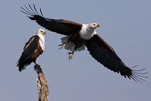 African fish eagles, Chobe National Park, Botswana African fish eagles, Chobe National Park, Botswana