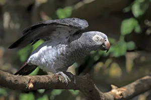 African Grey Parrot -Psittacus erithacus- sitting on a tree and spreading its wings African Grey Parrot -Psittacus erithacus- sitting on a tree and spreading its wings