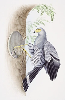 African Harrier Hawk, Polyboroides typus, feeding its young through a hole in a tree African Harrier Hawk, Polyboroides typus, feeding its young through a hole in a tree
