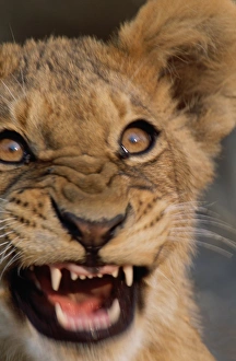 African lion cub (Panthera leo) snarling, close-up African lion cub (Panthera leo) snarling, close-up