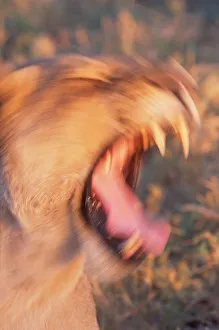 African lion (Panthera leo) growling, close-up (blurred motion) African lion (Panthera leo) growling, close-up (blurred motion)
