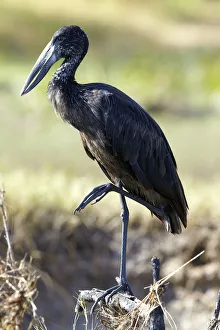 African Openbill -Anastomus lamelligerus-, Zambezi, Zambia, Africa African Openbill -Anastomus lamelligerus-, Zambezi, Zambia, Africa