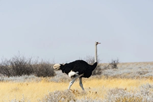 African ostrich -Struthio camelus-, Etosha National Park, Namibia African ostrich -Struthio camelus-, Etosha National Park, Namibia