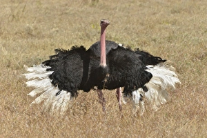 African Ostrich -Struthio camelus- performing a mating dance African Ostrich -Struthio camelus- performing a mating dance