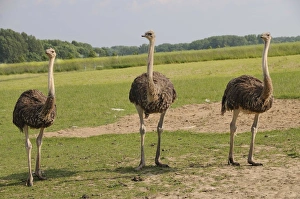 African ostriches (Struthio camelus), ostrich farm, Thalheim, Oschatz, Saxony, Germany African ostriches (Struthio camelus), ostrich farm, Thalheim, Oschatz, Saxony, Germany