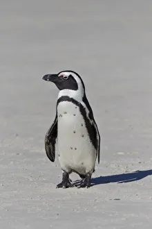African penguin or Black-footed penguin -Spheniscus demersus- at the Boulders Colony African penguin or Black-footed penguin -Spheniscus demersus- at the Boulders Colony