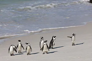 African penguins or Black-footed penguins -Spheniscus demersus- at the Boulders Colony African penguins or Black-footed penguins -Spheniscus demersus- at the Boulders Colony