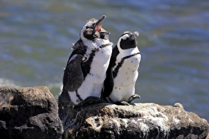 African Penguins or Jackass Penguins -Spheniscus demersus-, pair on rocks, yawning African Penguins or Jackass Penguins -Spheniscus demersus-, pair on rocks, yawning