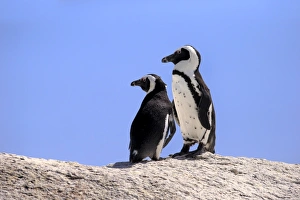 African Penguins -Spheniscus demersus-, pair on rocks, Boulders Beach, Simons Town African Penguins -Spheniscus demersus-, pair on rocks, Boulders Beach, Simons Town