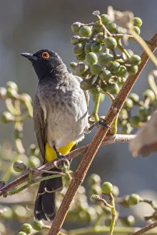 African red-eyed bulbul -Pycnonotus nigricans-, Etosha National Park, Namibia, Africa African red-eyed bulbul -Pycnonotus nigricans-, Etosha National Park, Namibia, Africa