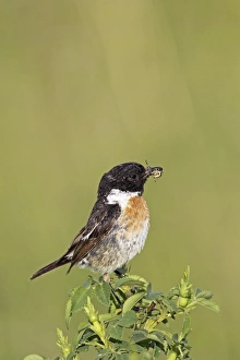 African stonechat -Saxicola torquata-, male with a cross spider, Burgenland, Austria African stonechat -Saxicola torquata-, male with a cross spider, Burgenland, Austria