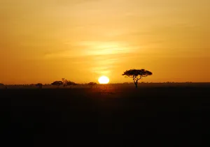 <b class=qtipBold><figcaption>African sunset</figcaption></b><br>Golden sunset above the savana and an acacia tree in Serengeti National Park, Tanzania African sunset