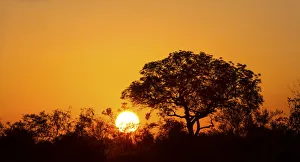 African sunset with a tree silhouette and the large orange sun - Kruger National Park African sunset with a tree silhouette and the large orange sun - Kruger National Park