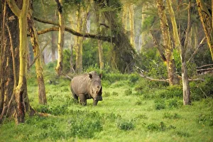 African White rhinoceros (Ceratotherium simum) alone at dawn in the Golden Forest African White rhinoceros (Ceratotherium simum) alone at dawn in the Golden Forest