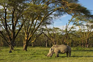 African White rhinoceros (Ceratotherium simum) grazing Alone at the golden forest of African White rhinoceros (Ceratotherium simum) grazing Alone at the golden forest of