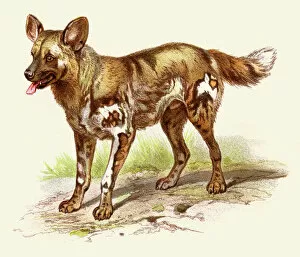 African wild dog illustration 1888