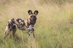 African Wild Dog -Lyacon pictus-, Babwata National Park, Caprivi Strip, Namibia, Africa African Wild Dog -Lyacon pictus-, Babwata National Park, Caprivi Strip, Namibia, Africa