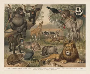 Threatened Species Gallery: African wildlife, lithograph, published in 1897