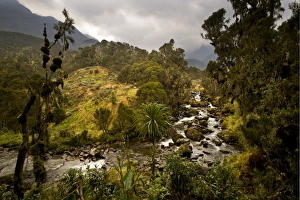 Afro-alpine vegetation in front of river in the Ruwenzori National Park, Kasese, Uganda Afro-alpine vegetation in front of river in the Ruwenzori National Park, Kasese, Uganda