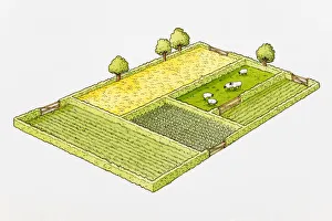 Agricultural land divided into separate fields, sheep grazing Agricultural land divided into separate fields, sheep grazing