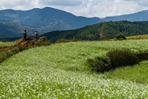 Agriculture in Dongchuan red soil of Yunnan, China Agriculture in Dongchuan red soil of Yunnan, China
