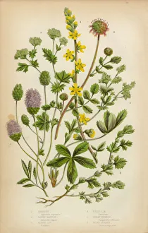 Agrimony, Ladyas Mantle and Burnet, Victorian Botanical Illustration Agrimony, Ladyas Mantle and Burnet, Victorian Botanical Illustration