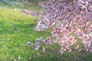 Akdarmar island in Spring time with Cherry blossom Akdarmar island in Spring time with Cherry blossom