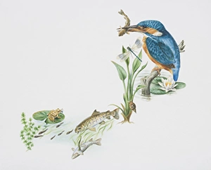 Alcedo atthis, European kingfisher perched on pond stump with a fish in its beak, snail Alcedo atthis, European kingfisher perched on pond stump with a fish in its beak, snail