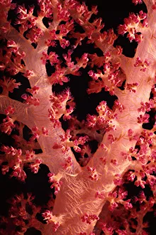 <b class=qtipBold><figcaption>Alcyonarian Coral</figcaption></b><br>Jeff Rotman Underwater Photography, 6395-000175 Alcyonarian Coral