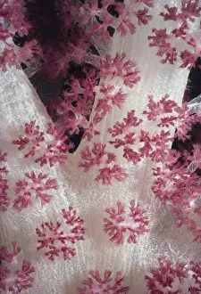 <b class=qtipBold><figcaption>Alcyonarian Coral</figcaption></b><br>Jeff Rotman Underwater Photography, a0106-000121 Alcyonarian Coral