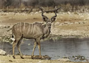 Images Dated 14th September 2012: An alert lone Kudu bull Tregalaphus strepsiceros at a water hole displaying caution