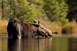 <b class=qtipBold><figcaption>Algonquin Moose - Algonquin Park</figcaption></b><br><em>© Jim Cumming</em> Algonquin Moose - Algonquin Park