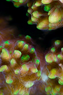 <b class=qtipBold><figcaption>Alien form</figcaption></b><br>Close-up of coral surface underwater.<br><em>© Andrey Narchuk</em> Alien form