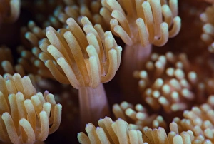 <b class=qtipBold><figcaption>Alien form</figcaption></b><br>Super close-up of coral.Underwater.<br><em>© Andrey Narchuk</em> Alien form