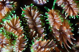<b class=qtipBold><figcaption>Alien form</figcaption></b><br>Andrey Narchuk Photography, 156968605<br><em>© Andrey Narchuk</em> Alien form