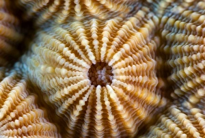 <b class=qtipBold><figcaption>Alien form</figcaption></b><br>Coral. Close-up. Underwater.<br><em>© Andrey Narchuk</em> Alien form