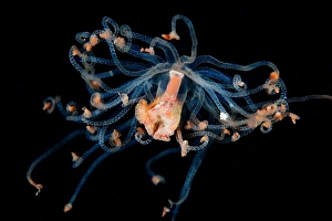 <b class=qtipBold><figcaption>Alien form</figcaption></b><br>Unknown jellyfih, night divewest Papua (Raja Ampat).<br><em>© Andrey Narchuk</em> Alien form